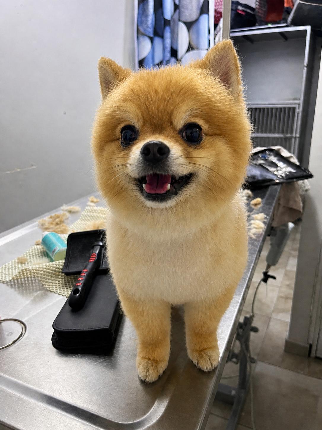 Hawhaw Grooming köpek