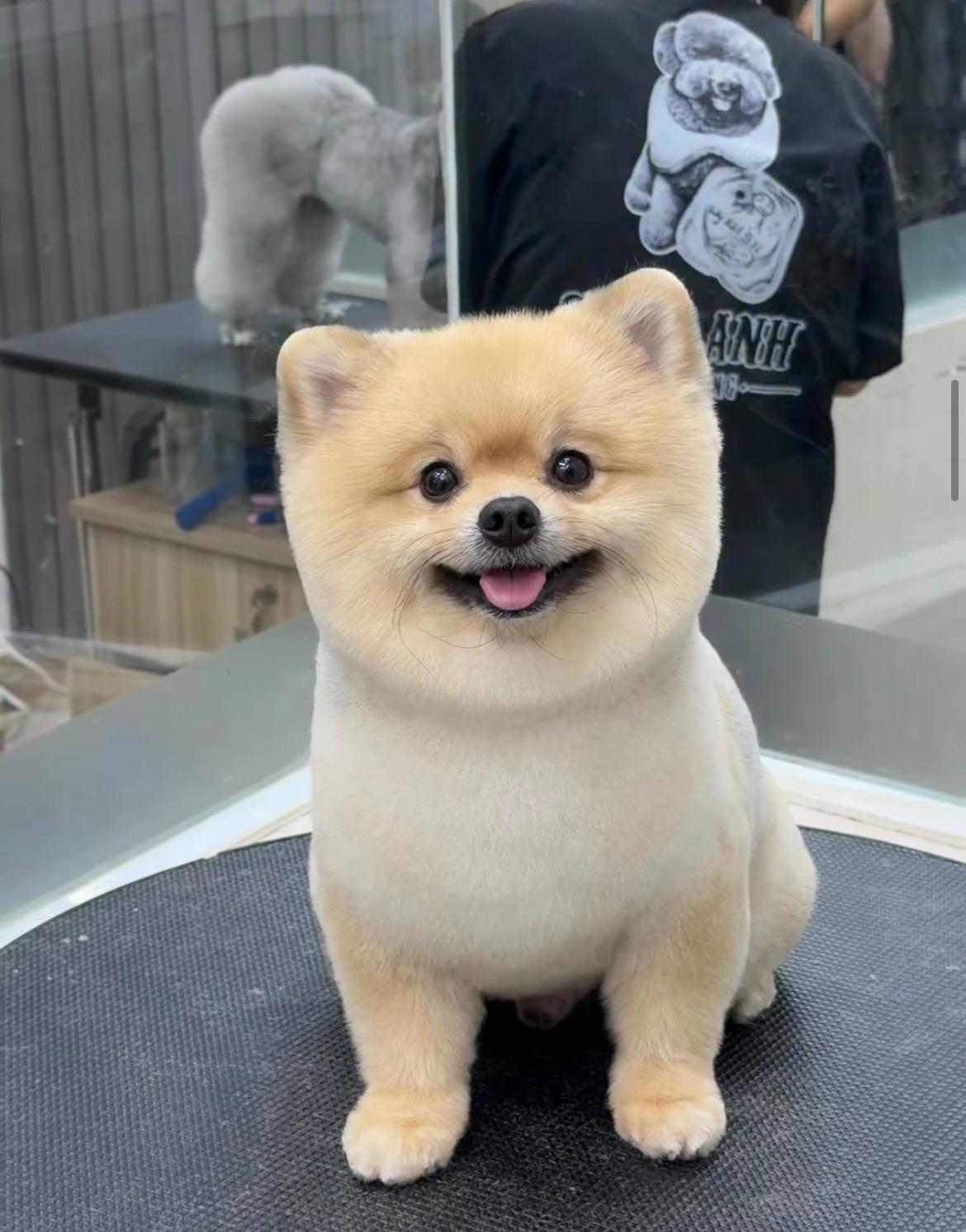 Hawhaw Grooming köpek bakımı
